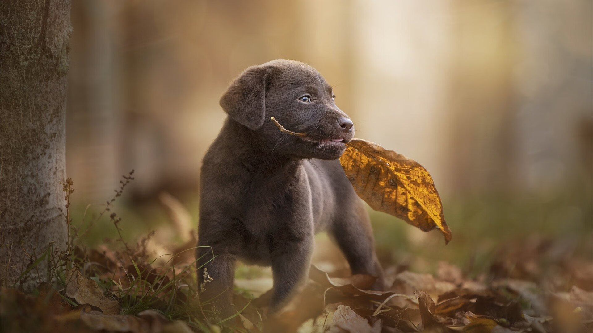 绿茵与神话,当西甲德比之火点燃希腊的喀麦隆之战