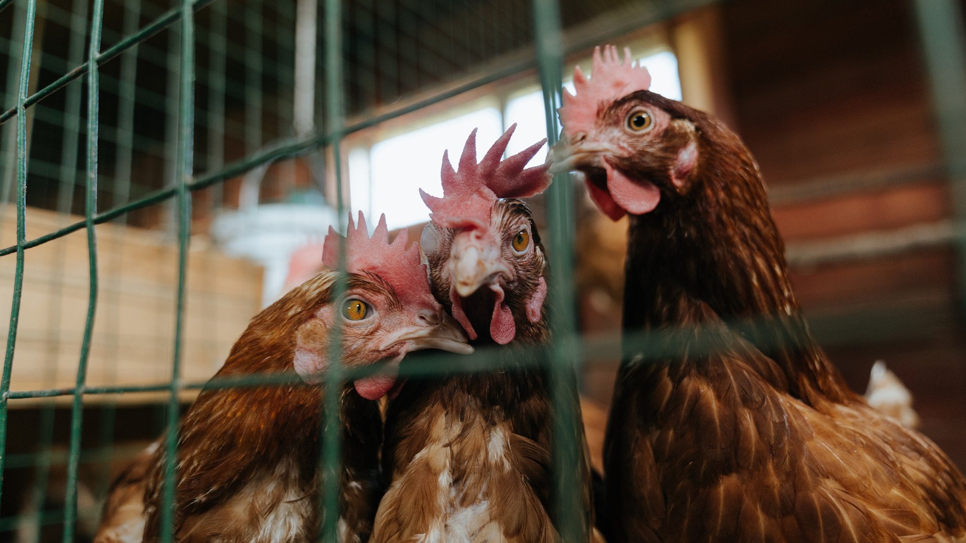 跨界统治力,从快船粉碎步行者到福克斯英超争冠接管比赛